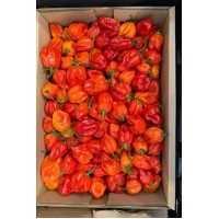 Rodo Scotch Bonnet Ata Rodo/Ho...