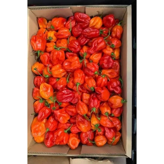 Rodo Scotch Bonnet Ata Rodo/Ho...