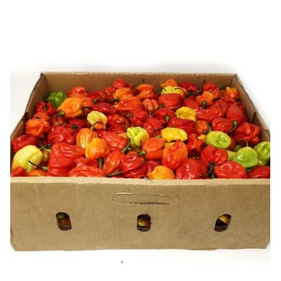 Rodo Scotch Bonnet Ata/Hot Pep...